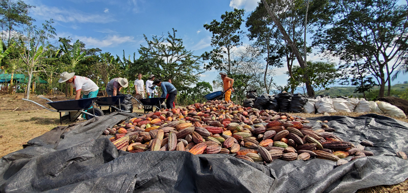 Cacao Pérou