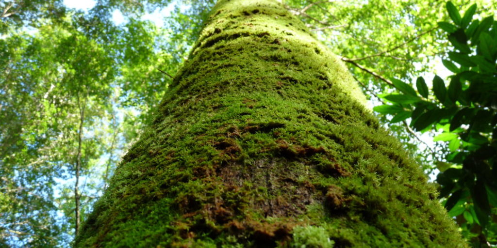 La vie secrète des forêts tropicales