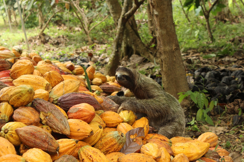 Cacao Pérou