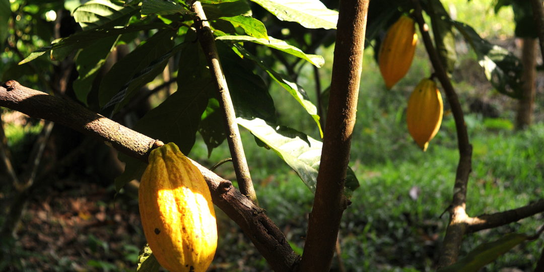 Les conditions d'un agrosystème à cacao performant