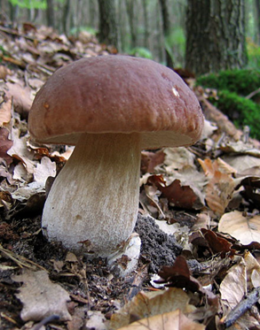 Boletus edulis, le fameux cèpe de Bordeaux