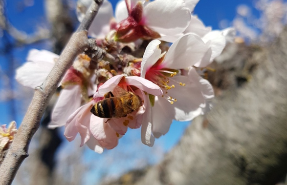 L'abeille domestique, Apis mellifera