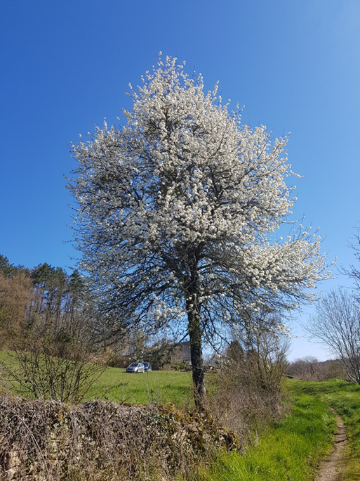 Pommier de plein vent en bordure de pré