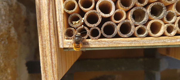 L'abeille maçonne Osmia cornuta