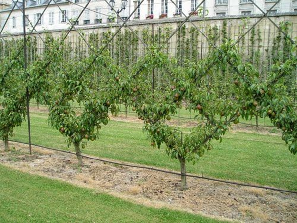 Poiriers menés en croisillons au Potager du Roi à Versailles