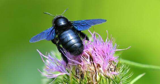 L'abeille charpentière Xylocope violacea