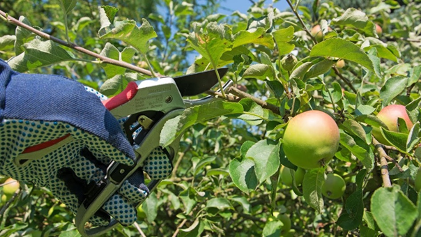 Taille de fructification du pommier